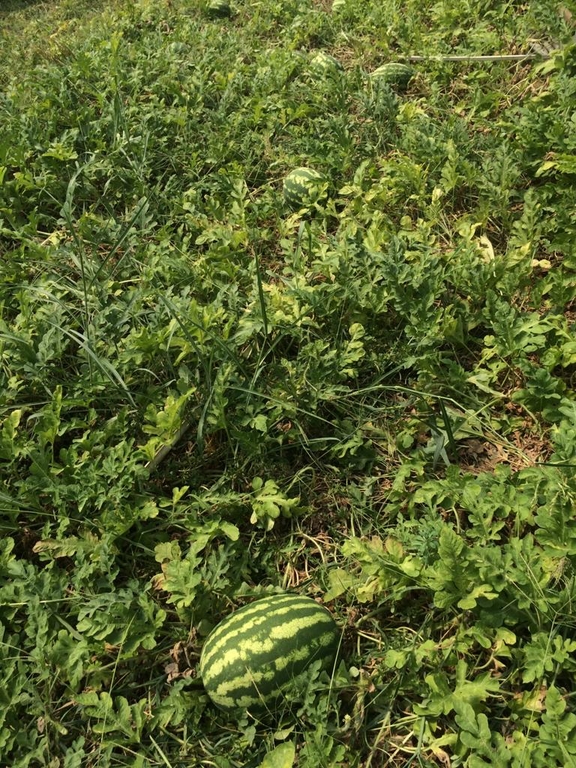First Watermelon Harvest from Our Plant and Animal Production Department